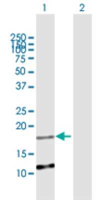 Western Blot: APR3 Antibody [H00051374-B01P] - Analysis of C2orf28 expression in transfected 293T cell line by C2orf28 polyclonal antibody.  Lane 1: C2orf28 transfected lysate(18.81 KDa). Lane 2: Non-transfected lysate.