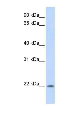 Western Blot APR3 Antibody - BSA Free