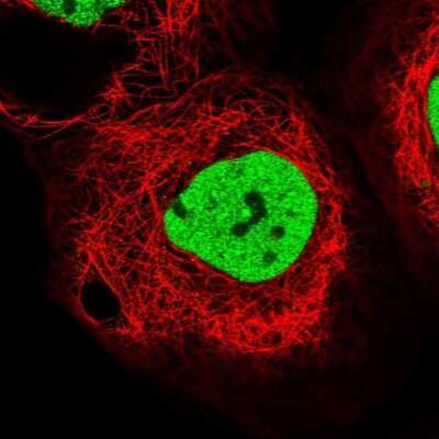 Immunocytochemistry/Immunofluorescence: APRIN Antibody [NBP1-90121] - Immunofluorescent staining of human cell line A-431 shows localization to nucleoplasm.