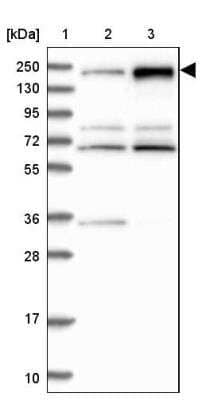 Western Blot: APRIN Antibody [NBP1-90122] - Lane 1: Marker  [kDa] 250, 130, 95, 72, 55, 36, 28, 17, 10.  Lane 2: Human cell line RT-4.  Lane 3: Human cell line U-251MG sp