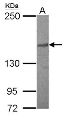 Western Blot: APRIN Antibody [NBP2-15436] - Sample (30 ug of whole cell lysate) A: Raji 5% SDS PAGE; antibody diluted at 1:1000.