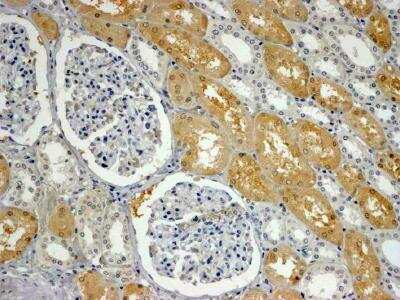 Immunohistochemistry-Paraffin APXL Antibody
