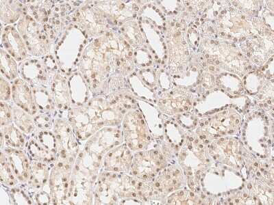 Immunohistochemistry-Paraffin: ARA54 Antibody [NBP2-99042] - Immunochemical staining of human RNF14 in human kidney with rabbit polyclonal antibody (1:1000, formalin-fixed paraffin embedded sections).