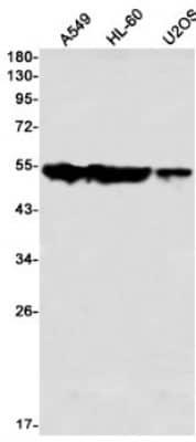 Western Blot: ARA54 Antibody (S01-1H7) [NBP3-20001] - Western blot detection of ARA54 in A549, HL-60, U2OS using NBP3-20001 (1:1000 diluted)