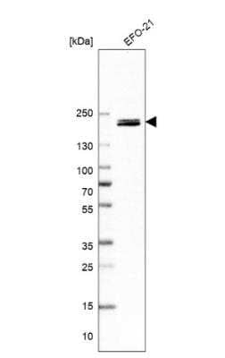 Western Blot ARAP3 Antibody