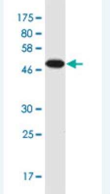 Western Blot: ARC/NOL3 Antibody (6F5) [H00008996-M03A-200ul] - Detection against Immunogen (49 KDa) .