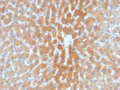 Immunohistochemistry-Paraffin: ARF1 Antibody (1A9/5) - Azide and BSA Free [NBP3-08340] - Formalin-fixed, paraffin-embedded human Liver stained with ARF1 Mouse Monoclonal Antibody (1A9/5).