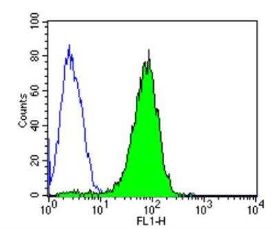 Flow Cytometry: ARF1 Antibody (1D9) [NB300-505] - Analysis of Hela cells compared to an isotype control (blue).