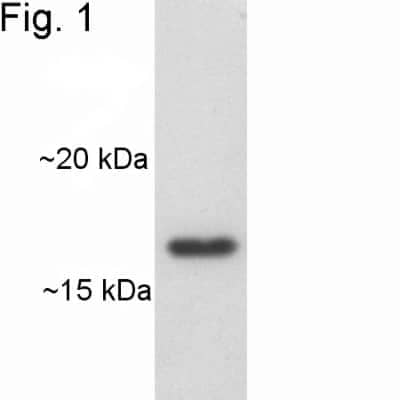 Western Blot: ARF1 Antibody (1D9) [NB300-505] - Analysis of canine heart extract.
