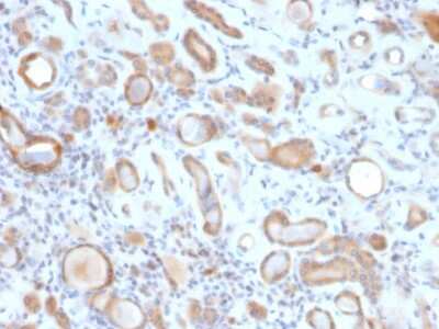 Immunohistochemistry-Paraffin: ARF1 Antibody (ARF1/2117) - Azide and BSA Free [NBP3-08473] - Formalin-fixed, paraffin-embedded human Kidney stained with ARF1 Mouse Monoclonal Antibody (ARF1/2117).