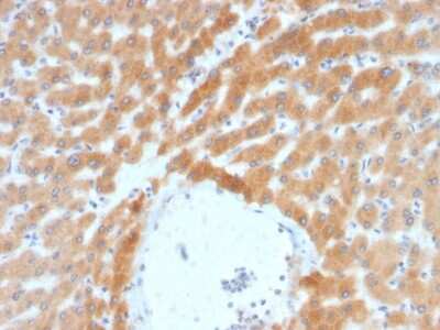 Immunohistochemistry-Paraffin: ARF1 Antibody (ARF1/2117) - Azide and BSA Free [NBP3-08473] - Formalin-fixed, paraffin-embedded human Liver stained with ARF1 Mouse Monoclonal Antibody (ARF1/2117).