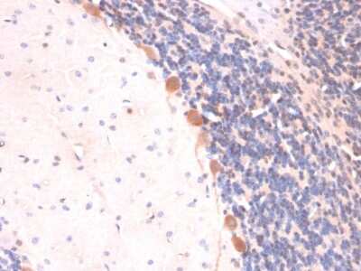 Immunohistochemistry-Paraffin: ARF1 Antibody (ARF1/2117) - Azide and BSA Free [NBP3-08473] - Formalin-fixed, paraffin-embedded Rat Brain stained with ARF1 Mouse Monoclonal Antibody (ARF1/2117).