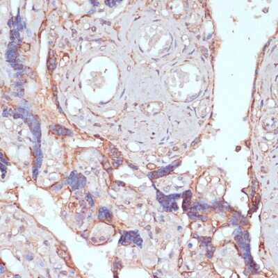 Immunohistochemistry-Paraffin ARF4L Antibody - Azide and BSA Free