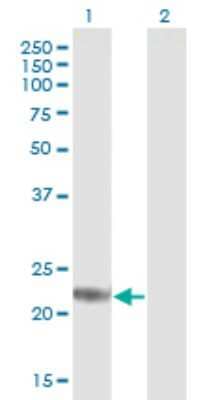 Western Blot: ARF4L Antibody [H00000379-B01P] - Analysis of ARL4D expression in transfected 293T cell line by ARL4D polyclonal antibody.  Lane 1: ARL4D transfected lysate(22.11 KDa). Lane 2: Non-transfected lysate.