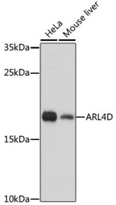 Western Blot ARF4L Antibody - Azide and BSA Free