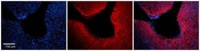 Immunohistochemistry-Paraffin: ARF6 Antibody [NBP2-88768] - Formalin Fixed Paraffin Embedded Tissue: Human Adult liver. Observed Staining: Cytoplasmic. Primary Antibody Concentration: 1:100. Secondary Antibody: Donkey anti-Rabbit-Cy2/3.