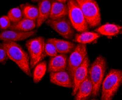 Immunocytochemistry/Immunofluorescence: ARF6 Antibody (JF101-2) [NBP2-67165] - Staining ARF6 in HepG2 cells (red). The nuclear counter stain is DAPI (blue). Cells were fixed in paraformaldehyde, permeabilised with 0.25% Triton X100/PBS.