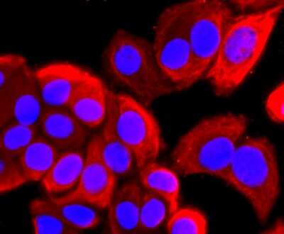Immunocytochemistry/Immunofluorescence: ARF6 Antibody (JF101-2) [NBP2-67165] - Staining ARF6 in MCF-7 cells (red). The nuclear counter stain is DAPI (blue). Cells were fixed in paraformaldehyde, permeabilised with 0.25% Triton X100/PBS.
