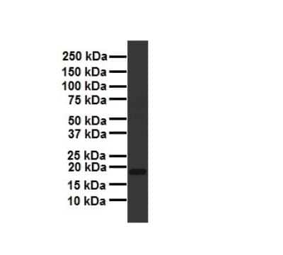 Western Blot: ARF6 Antibody [NBP2-88768] - WB Suggested Anti-ARF6 antibody Titration: 1 ug/mL. Sample Type: Human liver