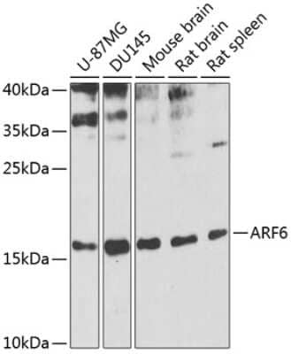 Western Blot: ARF6 Antibody [NBP2-92599] - Analysis of extracts of various cell lines, using ARF6 .Exposure time: 10s.