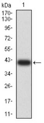 Western Blot: ARFGAP1 Antibody (1C4E2) [NBP2-61670] - Analysis using ARFGAP1 mAb against human ARFGAP1 (AA: 270-414) recombinant protein. (Expected MW is 41.5 kDa)