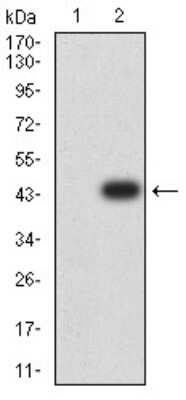 Western Blot: ARFGAP1 Antibody (1C4E2) [NBP2-61670] - Analysis using ARFGAP1 mAb against HEK293 (1) and ARFGAP1 (AA: 270-414)-hIgGFc transfected HEK293 (2) cell lysate.