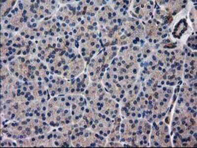 Immunohistochemistry-Paraffin: ARFGAP1 Antibody (1F6) [NBP2-00513] - Staining of paraffin-embedded Human pancreas tissue using anti-ARFGAP1 mouse monoclonal antibody.