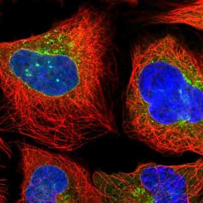 <b>Independent Antibodies Validation. </b>Immunocytochemistry/Immunofluorescence: ARFGAP1 Antibody [NBP2-14305] - Staining of human cell line U-2 OS shows localization to nuclear membrane, cytosol, the Golgi apparatus & vesicles. Antibody staining is shown in green.