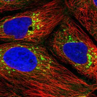 <b>Independent Antibodies Validation. </b>Immunocytochemistry/Immunofluorescence: ARFGAP1 Antibody [NBP2-38787] - Staining of human cell line CACO-2 shows localization to cytosol, the Golgi apparatus & vesicles. Antibody stainign is shown in green.