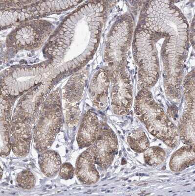 Immunohistochemistry-Paraffin: ARFGAP1 Antibody [NBP2-14305] - Staining of human stomach shows moderate cytoplasmic positivity in glandular cells.