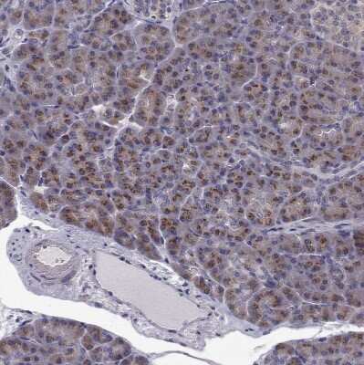 Immunohistochemistry-Paraffin: ARFGAP1 Antibody [NBP2-38787] - Staining of human pancreas shows strong cytoplasm granular positivity in exocrine glandular cells.