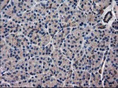 Immunohistochemistry: ARFGAP1 Antibody (OTI1F6) - Azide and BSA Free [NBP2-72013] - Staining of paraffin-embedded Human pancreas tissue using anti-ARFGAP1 mouse monoclonal antibody.