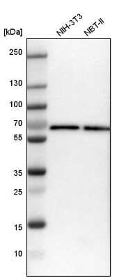 Western Blot ARFGAP2 Antibody