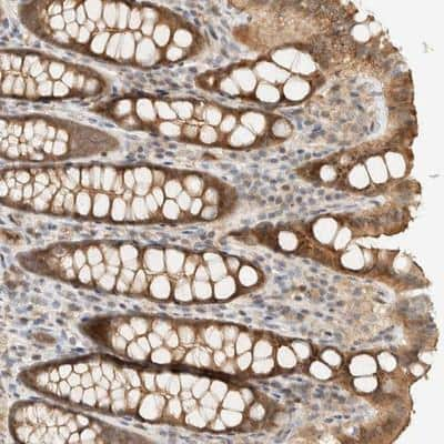 Immunohistochemistry-Paraffin: ARFGEF1 Antibody [NBP1-88841] - Staining of human colon shows moderate cytoplasmic positivity in glandular cells.