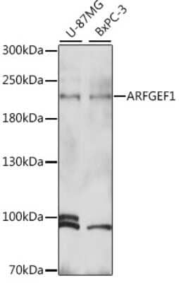 Western Blot: ARFGEF1 Antibody [NBP2-92320] - Analysis of extracts of various cell lines, using ARFGEF1 at 1:1000 dilution.Secondary antibody: HRP Goat Anti-Rabbit IgG (H+L) at 1:10000 dilution.Lysates/proteins: 25ug per lane.Blocking buffer: 3% nonfat dry milk in TBST.Detection: ECL Basic Kit .Exposure time: 5s.