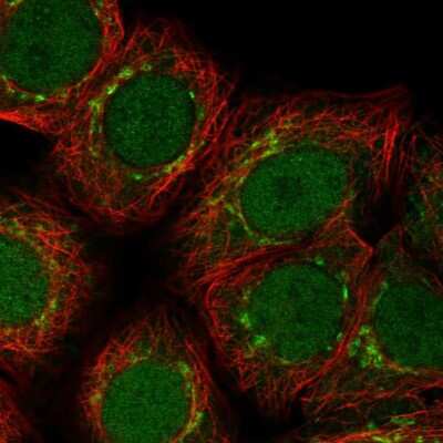 Immunocytochemistry/Immunofluorescence: ARFIP1 Antibody [NBP2-38342] - Staining of human cell line MCF7 shows localization to nucleus, the Golgi apparatus & vesicles. Antibody staining is shown in green.