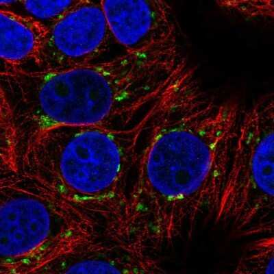 Immunocytochemistry/ Immunofluorescence ARFIP1 Antibody