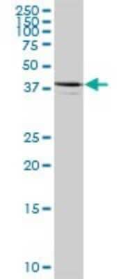 Western Blot: ARFIP1 Antibody [H00027236-B01P] - Analysis of ARFIP1 expression in HepG2 .