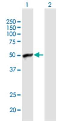 Western Blot: ARFIP1 Antibody [H00027236-B01P] - Analysis of ARFIP1 expression in transfected 293T cell line by ARFIP1 polyclonal antibody.  Lane 1: ARFIP1 transfected lysate(41.03 KDa). Lane 2: Non-transfected lysate.