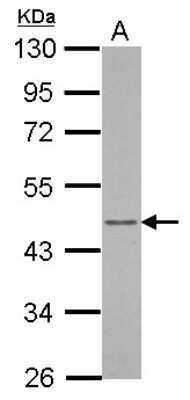 Western Blot: ARFIP1 Antibody [NBP2-15444] - Sample (30 ug of whole cell lysate) A: HL-60 10% SDS PAGE gel, diluted at 1:2000.