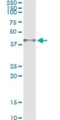 Immunoprecipitation: ARG2 Antibody (3D10) [H00000384-M05] - Analysis of ARG2 transfected lysate using anti-ARG2 monoclonal antibody and Protein A Magnetic Bead, and immunoblotted with ARG2 rabbit polyclonal antibody.