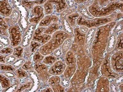 Immunohistochemistry-Paraffin: ARG2 Antibody (GT11111) [NBP3-13616] - Mouse kidney. ARG2 stained by ARG2 antibody [GT11111] (NBP3-13616) diluted at 1:500. Antigen Retrieval: Citrate buffer, pH 6.0, 15 min.