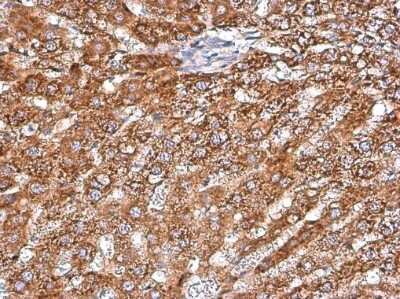 <b>Genetic Strategies Validation. </b>Immunohistochemistry-Paraffin: ARG2 Antibody (GT11111) [NBP3-13616] - Rat liver. ARG2 stained by ARG2 antibody [GT11111] (NBP3-13616) diluted at 1:500. Antigen Retrieval: Citrate buffer, pH 6.0, 15 min.