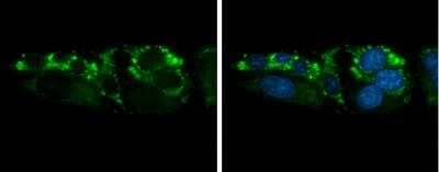 Immunocytochemistry/Immunofluorescence: ARG2 Antibody [NBP2-15445] - HepG2 cells were fixed in ice-cold MeOH for 5 min. Green: ARG2 protein stained by ARG2 antibody diluted at 1:500. Blue: Hoechst 33342 staining.