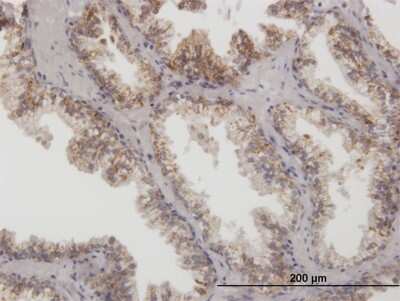 Immunohistochemistry-Paraffin: ARG2 Antibody [H00000384-B01P] - Analysis of purified antibody to ARG2 on formalin-fixed paraffin-embedded human prostate. (antibody concentration 3 ug/ml)