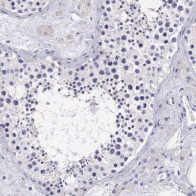 Immunohistochemistry-Paraffin: ARG2 Antibody [NBP1-86189] - Staining of human testis shows low expression as expected.