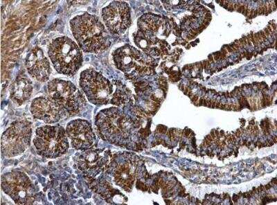 Immunohistochemistry-Paraffin: ARG2 Antibody [NBP2-15445] - Paraffin-embedded mouse duodenum. ARG2 antibody  dilution: 1:500.