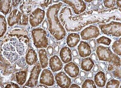 Immunohistochemistry-Paraffin: ARG2 Antibody [NBP2-15445] - Paraffin-embedded mouse kidney.  ARG2 antibody  dilution: 1:500.