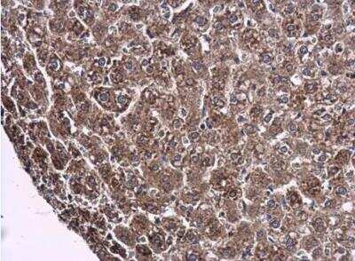 Immunohistochemistry-Paraffin: ARG2 Antibody [NBP2-15446] - Rat liver ARG2 antibody  diluted at 1:500. Antigen Retrieval: Citrate buffer, pH 6.0, 15 min.