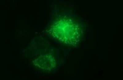 Immunocytochemistry/Immunofluorescence: ARG2 Antibody (OTI3G5) - Azide and BSA Free [NBP2-70205] - Analysis  of COS7 cells transiently transfected by pCMV6-ENTRY ARG2.